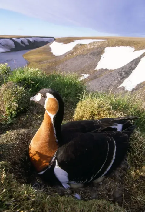 Framed Print : Red-breasted Goose - on nest at riverbank - Taimyr near Kara Sea - Russian Arctic Framed Print : Red-breasted Goose - on nest at riverbank - Taimyr near Kara Sea - Russian Arctic