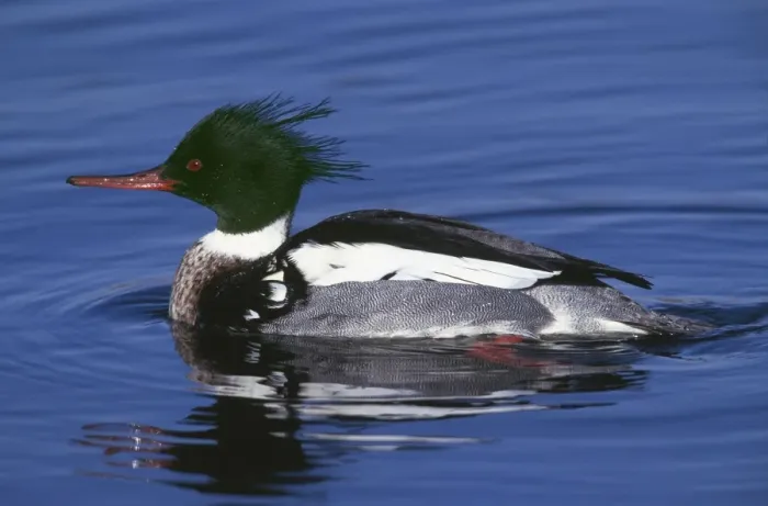 Framed Print : Red-breasted Merganser Drake Westport, CT, USA Framed Print : Red-breasted Merganser Drake Westport, CT, USA
