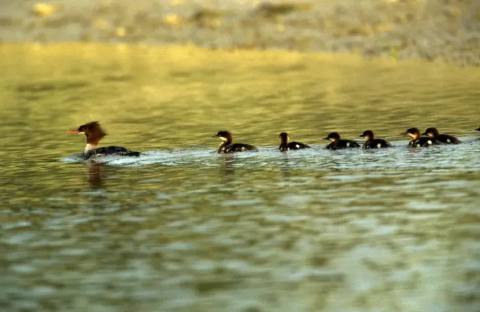 Framed Print : Red-breasted Merganser Duck - with chicks Framed Print : Red-breasted Merganser Duck - with chicks