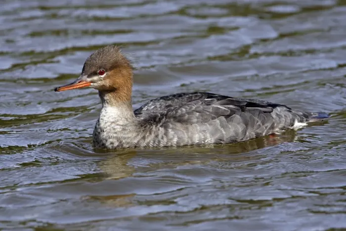 Framed Print : Red-breasted Merganser. Female Framed Print : Red-breasted Merganser. Female