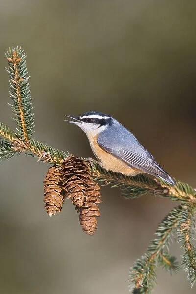 Red-breasted Nuthatch Connecticut in January