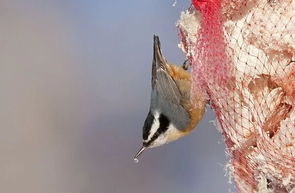 Red-breasted Nuthatch - eating suet - Maine - USA - February
