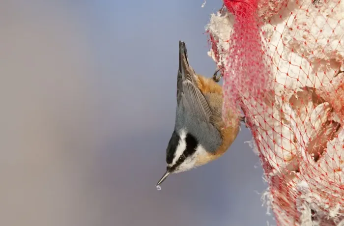 Framed Print : Red-breasted Nuthatch - eating suet - Maine - USA - February Framed Print : Red-breasted Nuthatch - eating suet - Maine - USA - February