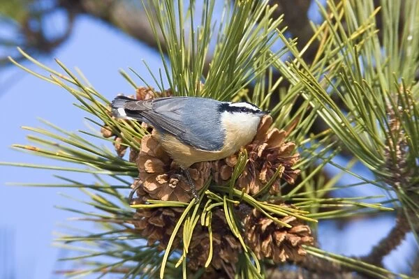 Red-breasted Nuthatch - in winter feeding on pine cone seeds. Connecticut in January