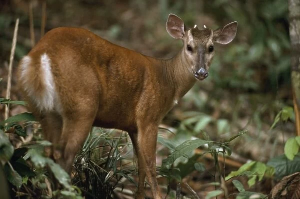 Red Brocket Deer - male, in rainforest. Amazonia, Brazil