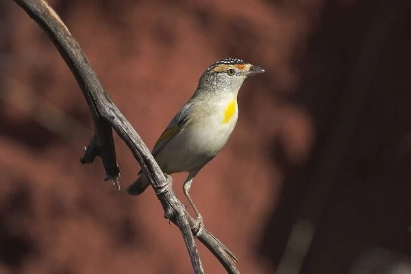 Red-browed Pardalote At Lajamanu, an aboriginal settlement on the northern edge of the Tanami Desert. Northern Territory, Australia. An unusual pale-eyed large-billed pardalote, quite common throughout northern inland areas of Australia