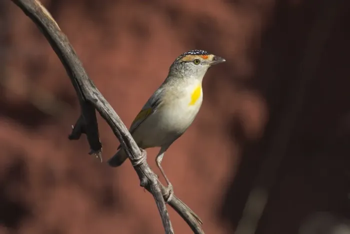 Framed Print : Red-browed Pardalote At Lajamanu, an aboriginal settlement on the northern edge of the Tanami Desert. Northern Territory, Australia. An unusual pale-eyed large-billed pardalote, quite common throughout northern inland areas of Australia Framed Print : Red-browed Pardalote At Lajamanu, an aboriginal settlement on the northern edge of the Tanami Desert. Northern Territory, Australia. An unusual pale-eyed large-billed pardalote, quite common throughout northern inland areas of Australia
