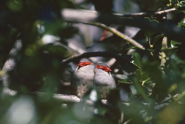 Red-browned Firetail  /  Red-browned Finch - pair for the year formerly: Aegintha temporalis & Emblema temporalis