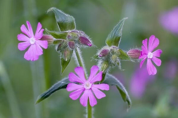 Red Campion - close up of flowers and buds - Lincolnshire - UK