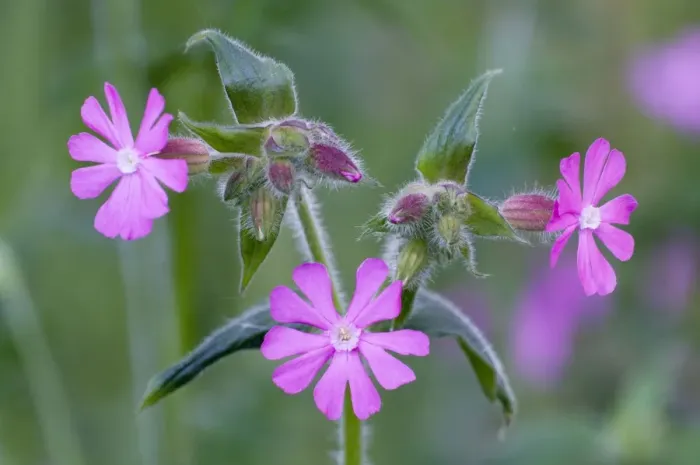 Framed Print : Red Campion - close up of flowers and buds - Lincolnshire - UK Framed Print : Red Campion - close up of flowers and buds - Lincolnshire - UK