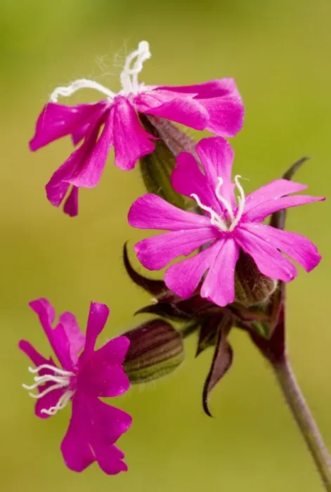 Framed Print : Red Campion - female flowers Framed Print : Red Campion - female flowers