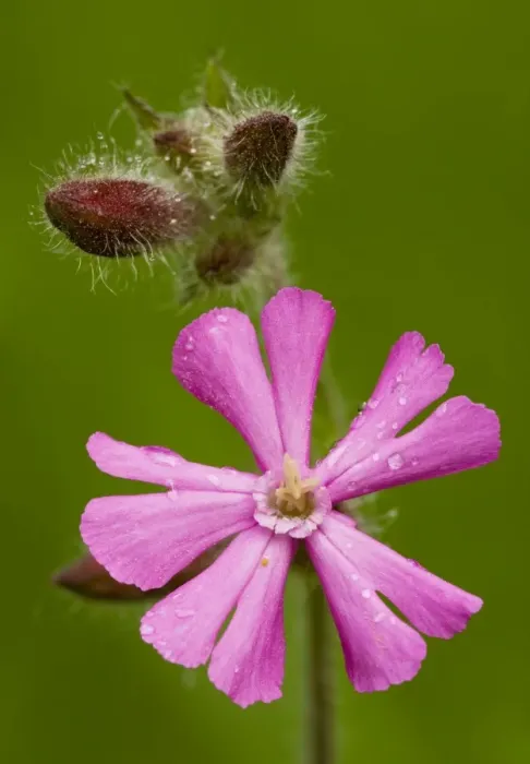 Framed Print : Red Campion (Silene dioica) in flower, close-up; Dorset Framed Print : Red Campion (Silene dioica) in flower, close-up; Dorset
