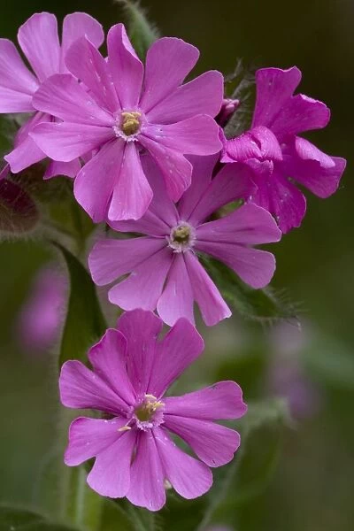 Red campion (Silene dioica) in flower, Yorks