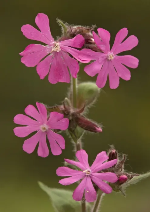 Framed Print : Red campion. Spring flower Framed Print : Red campion. Spring flower