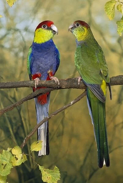 Red-capped Parrots