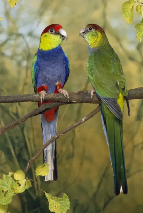 Framed Print : Red-capped Parrots Framed Print : Red-capped Parrots