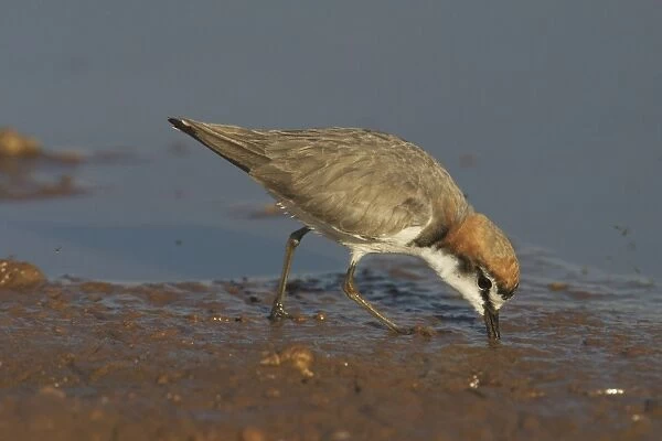 Red-capped Plover, feeding. - A widespread plover closely related to the Kentish Plover. Inhabits both coastal and inland waterways. At a pond near Marble Bar, Pilbara, Western Australia