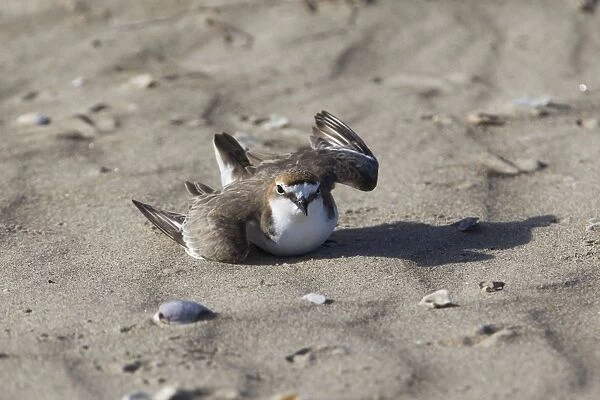 Red-capped Plover - Injury feigning display as nest was nearby. On Vrilya Beach far north Cape York, Queensland, Australia