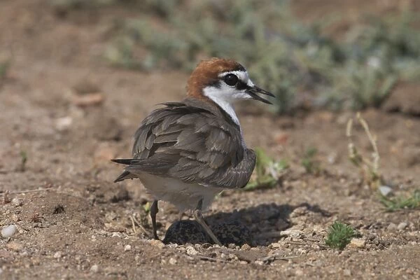 Red-capped Plover, male straddling eggs. Both adults stood over the eggs shading rather than incubating as the temperature in the open was in the 50 to 60 degree range