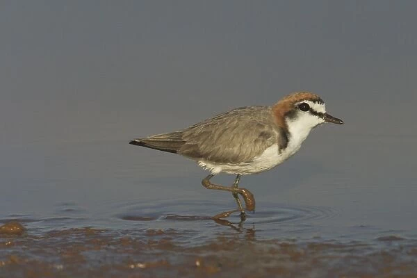 Red-capped Plover - A widespread plover closely related to the Kentish Plover. Inhabits both coastal and inland waterways. At a pond near Marble Bar, Pilbara, Western Australia