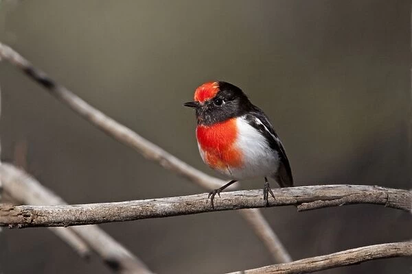 Red-capped Robin - near Mt Liebig, Northern Territory, Australia