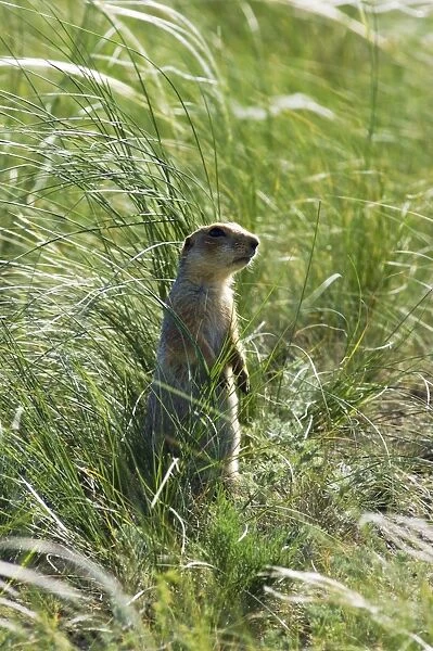 Red-cheeked Souslik - adult - typical posture - near a burrow in steppe - observes an intruder from a distance - common in steppes of Orenburg region - South Russia - June. Ku41. 2211