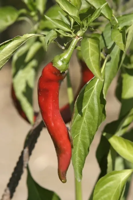 Framed Print : Red Chilli Pepper  /  Pimento