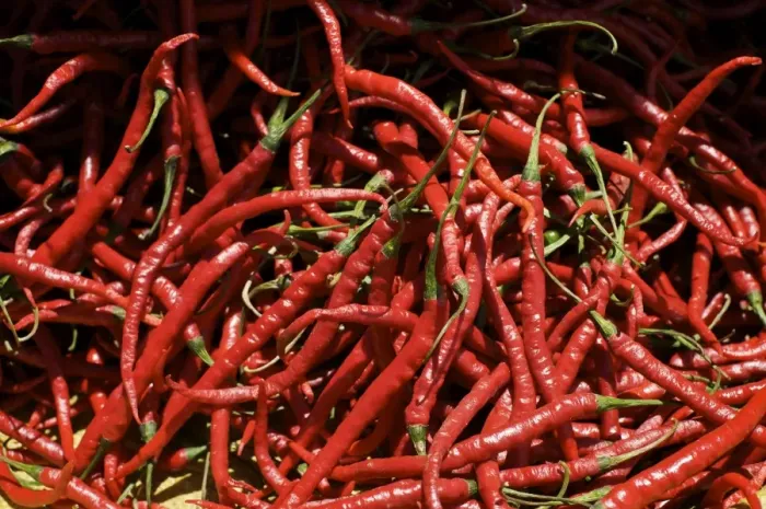 Framed Print : Red chilli - Tomohon Market - N. Sulawesi - Minahasa highlands - Indonesia Framed Print : Red chilli - Tomohon Market - N. Sulawesi - Minahasa highlands - Indonesia