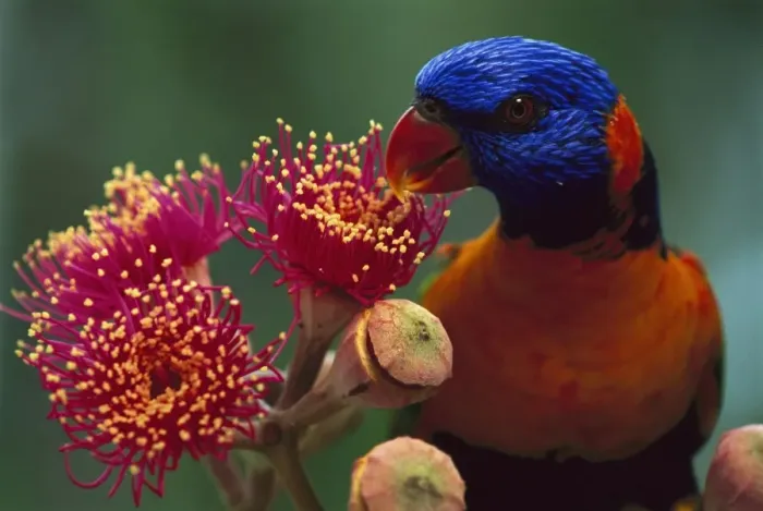 Framed Print : Red-collared lorikeet - Feeding on Swamp bloodwood (Eucalyptus ptychocarpa) Kakadu National Park (World Heritage Area), Northern Territory, Australia JPF51004