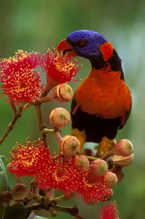 Framed Print : Red-collared Lorikeet - Feeding on Swamp bloodwood (Eucalyptus ptychocarpa) - Kakadu National Park - Northern Territory - Northern Australia JPF50995 Framed Print : Red-collared Lorikeet - Feeding on Swamp bloodwood (Eucalyptus ptychocarpa) - Kakadu National Park - Northern Territory - Northern Australia JPF50995