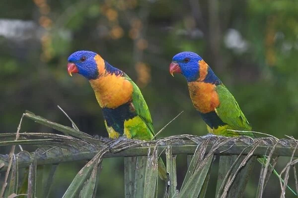Red-collared Lorikeets - May be conspecific with Rainbow Lorikeet. If so Trichoglossus haematodus rubritorquatus. Wild bird at a Pine Creek motel attracted to food. Northern Territory, Australia. Found only in northern Australia