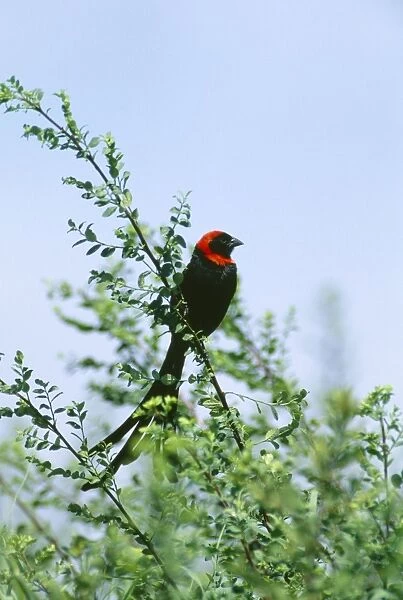 Red-collared Widowbird - male in breeding plumage Maasai Mara, Kenya