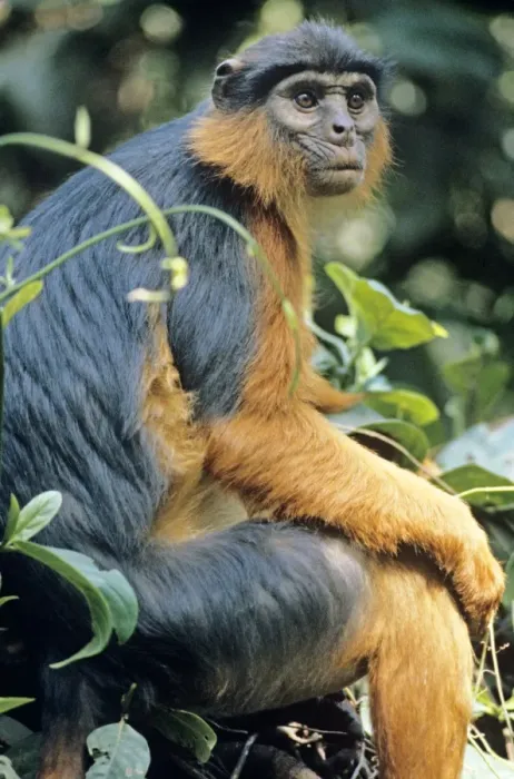 Framed Print : Red Colobus Monkey Framed Print : Red Colobus Monkey