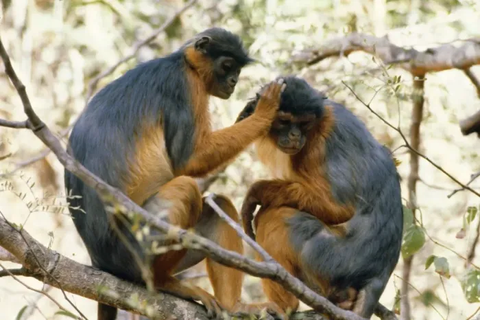 Framed Print : Red Colobus Monkey