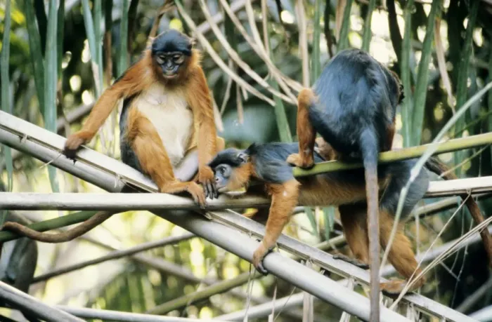 Framed Print : Red Colobus Monkey Gambia Framed Print : Red Colobus Monkey Gambia