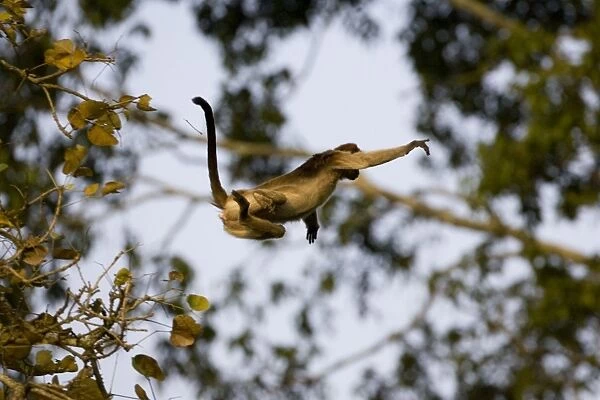 Red Colobus Monkey - jumping through air - Kibale Forest - Uganda