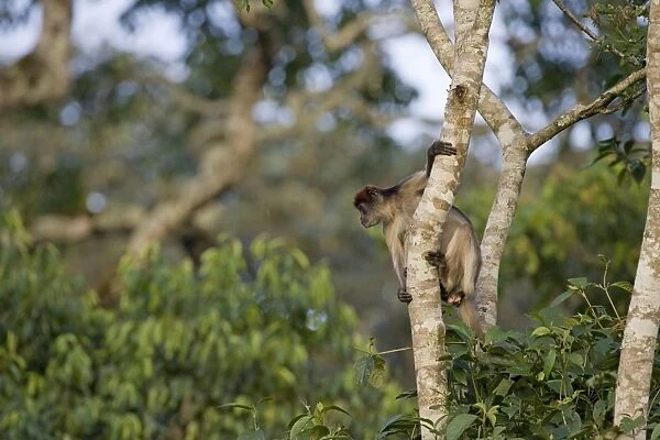 Red Colobus Monkey - Kibale Forest - Uganda