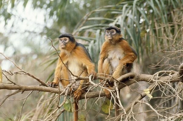 Red Colobus Monkey - male & female The Gambia, West Africa
