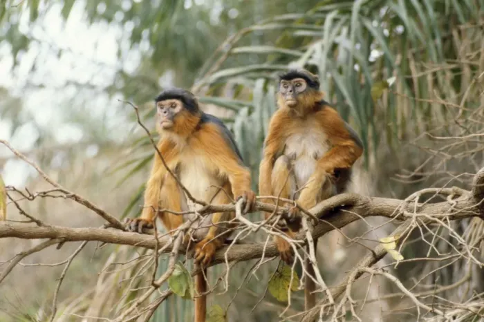 Framed Print : Red Colobus Monkey - male & female The Gambia, West Africa Framed Print : Red Colobus Monkey - male & female The Gambia, West Africa