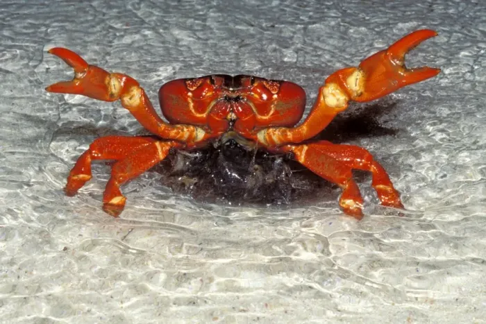 Framed Print : Red Crab (A land crab) - Spawning in the surf at night - December - Christmas Island - Indian Ocean (Australian Territory) JPF34967 Framed Print : Red Crab (A land crab) - Spawning in the surf at night - December - Christmas Island - Indian Ocean (Australian Territory) JPF34967