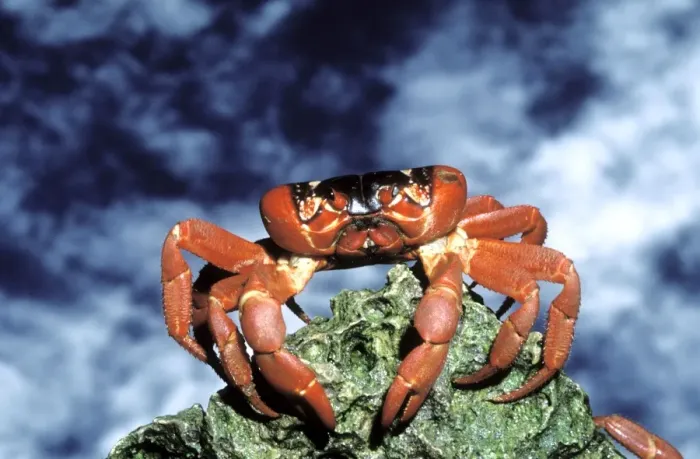 Framed Print : Red Crab (A land crab) - Female after spawning clinging to boulder in ocean- Christmas Island - Indian Ocean (Australian Territory) JPF34983 Framed Print : Red Crab (A land crab) - Female after spawning clinging to boulder in ocean- Christmas Island - Indian Ocean (Australian Territory) JPF34983