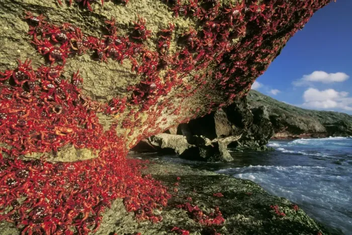 Framed Print : Red Crab (A land crab) - Females after spawning climbing cliff - Christmas Island - Indian Ocean (Australian Territory) JPF35655 Framed Print : Red Crab (A land crab) - Females after spawning climbing cliff - Christmas Island - Indian Ocean (Australian Territory) JPF35655
