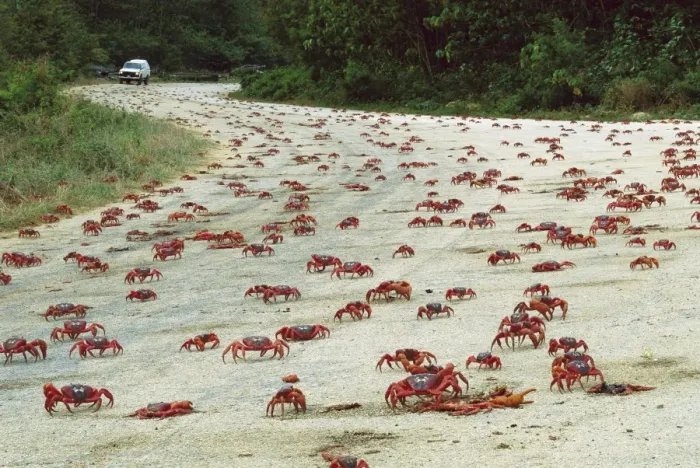 Framed Print : Red Crab (A land crab) - Crossing road during downward migration - Christmas Island - Indian Ocean (Australian Territory) JPF35173 Framed Print : Red Crab (A land crab) - Crossing road during downward migration - Christmas Island - Indian Ocean (Australian Territory) JPF35173