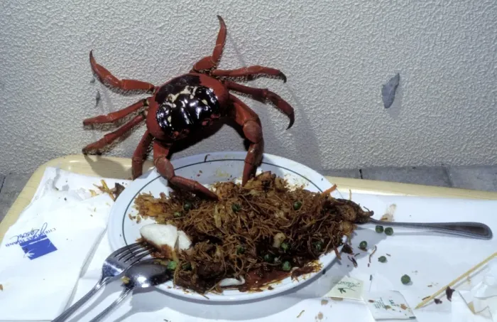Framed Print : Red Crab (A land crab) - Eating leftovers from dinner plate - Christmas Island - Indian Ocean (Australian Territory) JPF35214 Framed Print : Red Crab (A land crab) - Eating leftovers from dinner plate - Christmas Island - Indian Ocean (Australian Territory) JPF35214