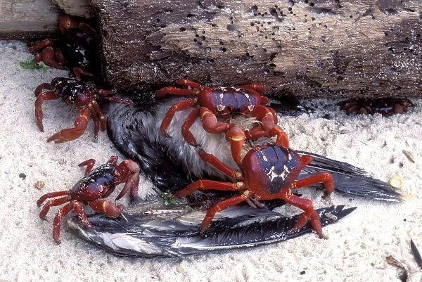 Red Crab (a land crab) - Eating bird (young Booby) - Christmas Island - Indian Ocean (Australian Territory) JPF35483