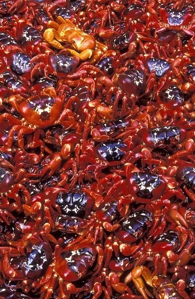 Red Crab (A land crab) - Females after spawning - Christmas Island - Indian Ocean (Australian Territory) JPF34990