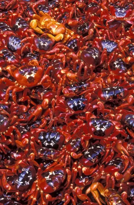 Framed Print : Red Crab (A land crab) - Females after spawning - Christmas Island - Indian Ocean (Australian Territory) JPF34990 Framed Print : Red Crab (A land crab) - Females after spawning - Christmas Island - Indian Ocean (Australian Territory) JPF34990