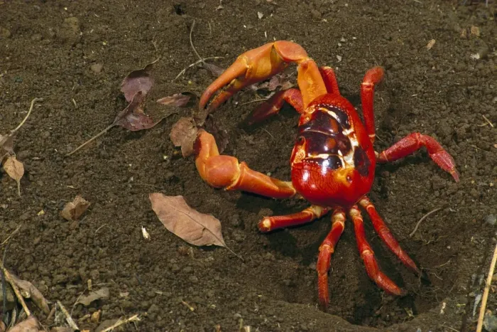 Framed Print : Red Crab (a land crab) - male digging burrow (mating place) - Christmas Island - Indian Ocean (Australian Territory) JPF35510 Framed Print : Red Crab (a land crab) - male digging burrow (mating place) - Christmas Island - Indian Ocean (Australian Territory) JPF35510