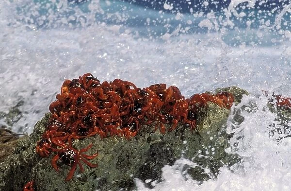 Red Crab (a land crab) - Males ‘dipping to replensih water  /  salt - Christmas Island - Indian Ocean (Australian Territory) JPF34946