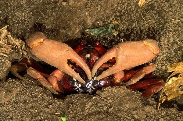 Red Crab (a land crab) - Mating pair outside burrow (usually inside) - Christmas Island - Indian Ocean (Australian Territory) JPF35568